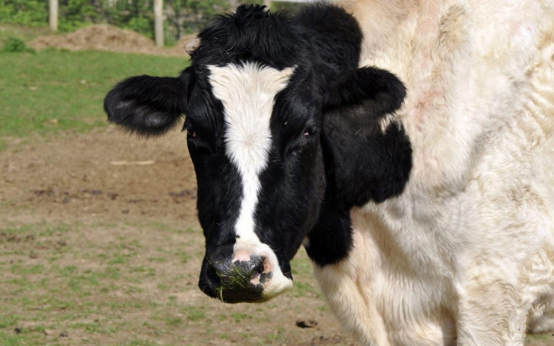 KASPER THE FRIENDLY STEER