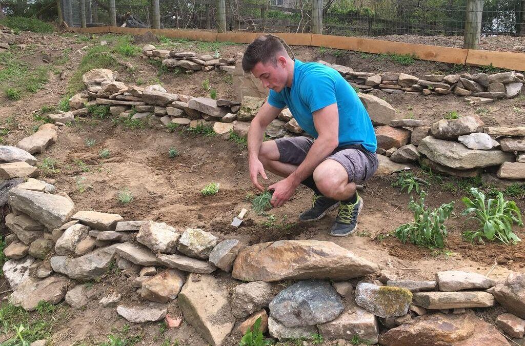 Anthony planting lavender