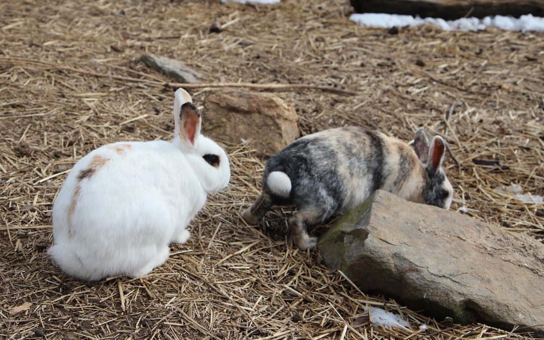 Lily & Mumford the Rabbit